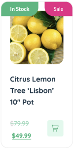 Modern citrus lemon tree lisbon in a stylish 10 pot.