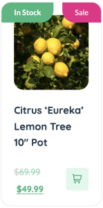 Citrus eurika lemon tree in a modern garden style, 10" pot.