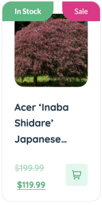 Acer innaba shidara Japanese gardens blend modern and traditional styles.