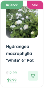 Modern style Hydrangea macrocarpa in a white 6 pot, perfect for modern gardens.
