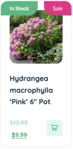 Modern Hydrangea macrocarpa pink 6 pot for gardens with modern styles.