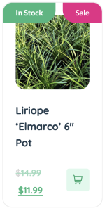Liriope Elmarco grass plant