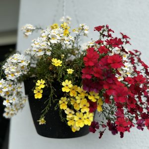 colourful plants flowers in hanging basket