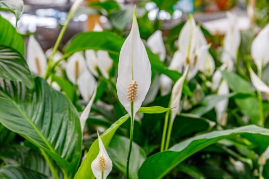Spathiphyllum 'Sweet Pablo' white flowers