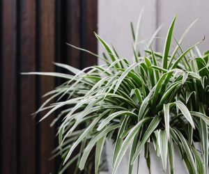 Spider Grass Indoor Plant