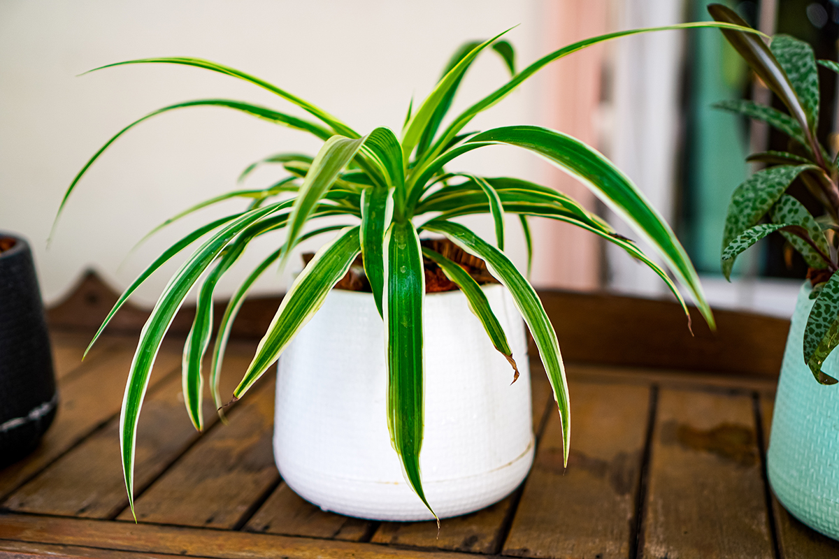 Spider plant grass, indoor plant, potted