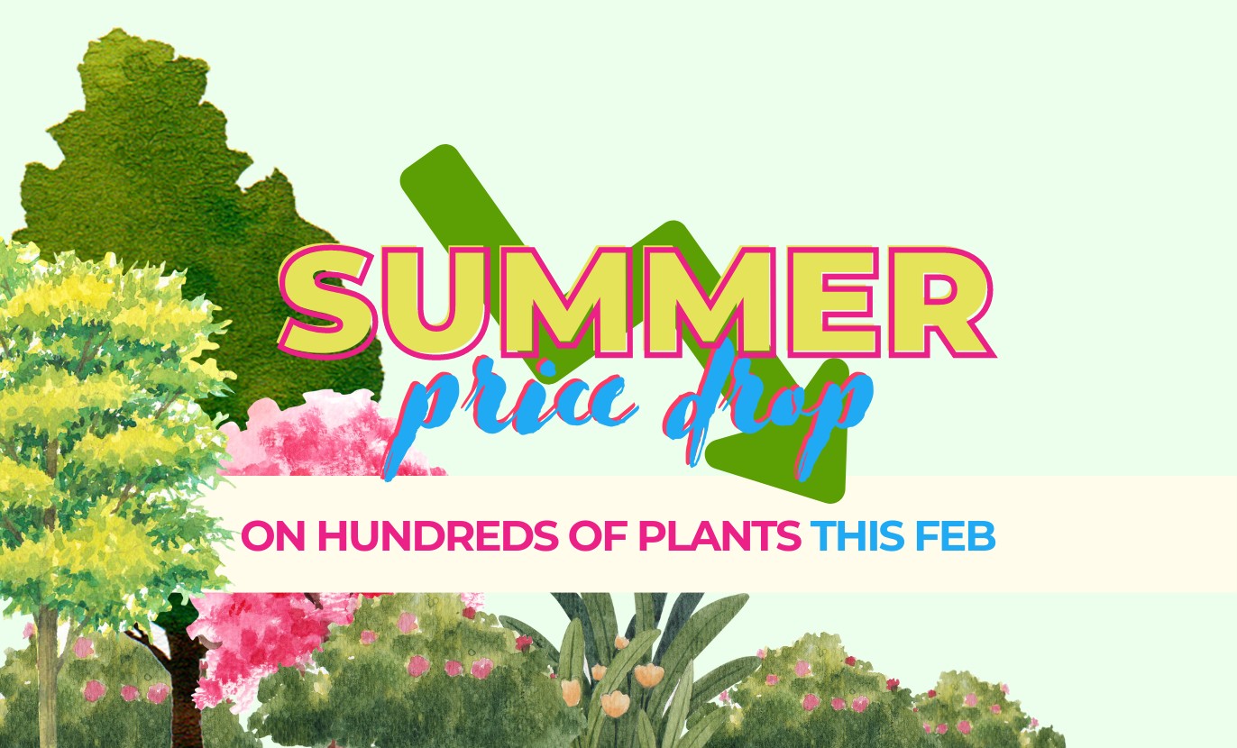 Get ready for the ultimate summer plant sale! Check out our february price list featuring hundreds of plants at discounted prices.