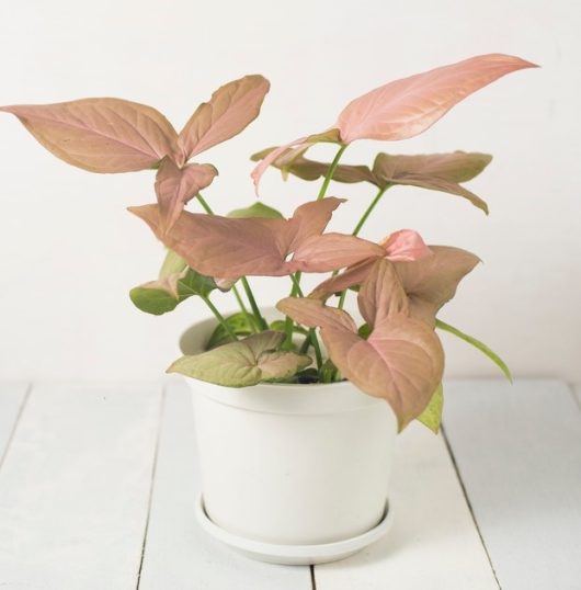 syngonium podophylum arrowhead plant Neon in a white decortive feature pot for plants pink and green leaves