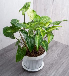 syngonium robusta arrow head plant in a decorative white feature plant pot indoor plant with green leaves