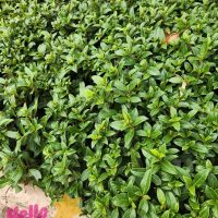 Dense green foliage with small pointed leaves covers the ground, flourishing in an 8" pot. The "Hello Hello Plants" logo hints at a tempting bulk buy of Viburnum 'Tinus' 8" Pot (Bulk Buy of 5).