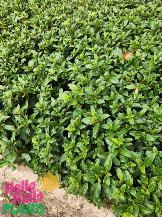 Dense green foliage with small pointed leaves covers the ground, flourishing in an 8" pot. The "Hello Hello Plants" logo hints at a tempting bulk buy of Viburnum 'Tinus' 8" Pot (Bulk Buy of 5).