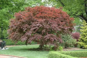 A Acer 'Trompenburg' Japanese Maple 16" Pot tree in a park.