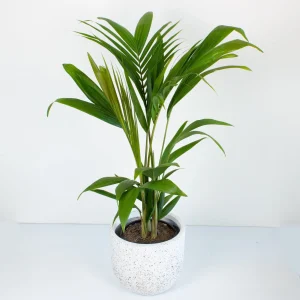 bangalow palm indoor plant
