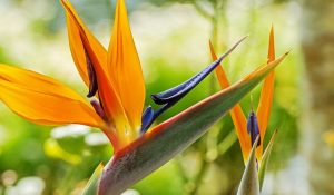 A modern garden is enhanced by the blooming of a bird of paradise flower.