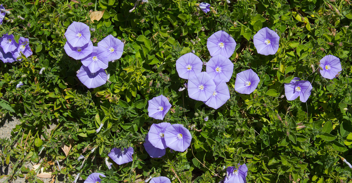 blue convolvulus flowwers