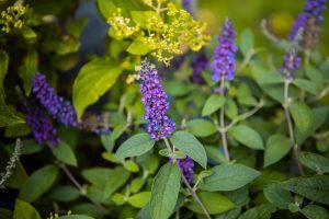 Buddleja 'Leah® Blue' butterfly bush