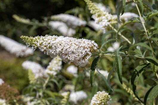 Buddleja 'Leah® Winter' 6" Pot