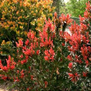 A bush with red and orange flowers in a garden.