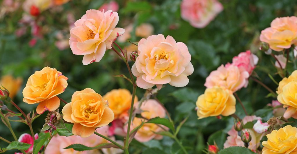 carpet rose flower