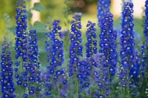 A group of Delphinium 'Black Knight' 4" Pot flowers in a garden.