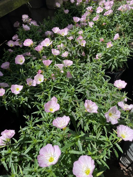 Oenothera 'Pink' Evening Primrose 8" Pot