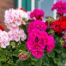 geranium flowers