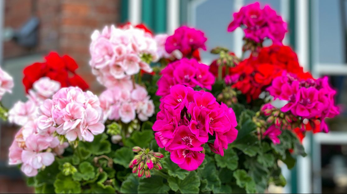 geranium flowers