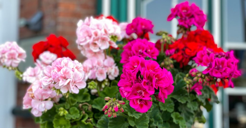 geranium flowers