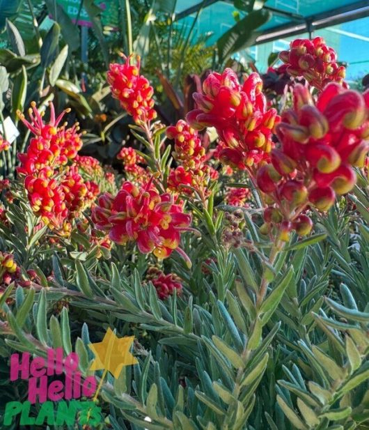 Grevillea 'Fireworks™'
