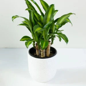 happy plant, indoor plant in pot