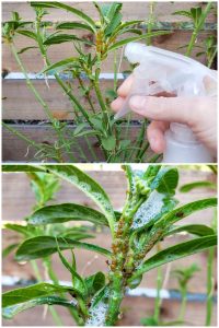 homemade bug insect spray, aphid spray