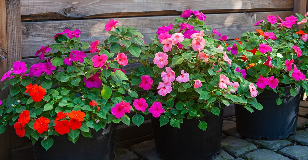 impatiens flowers