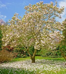 A Magnolia 'Strybing White' 13" pot in bloom in a garden.