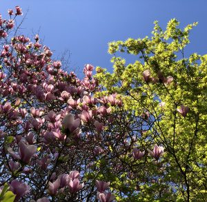 magnolia and maple tree