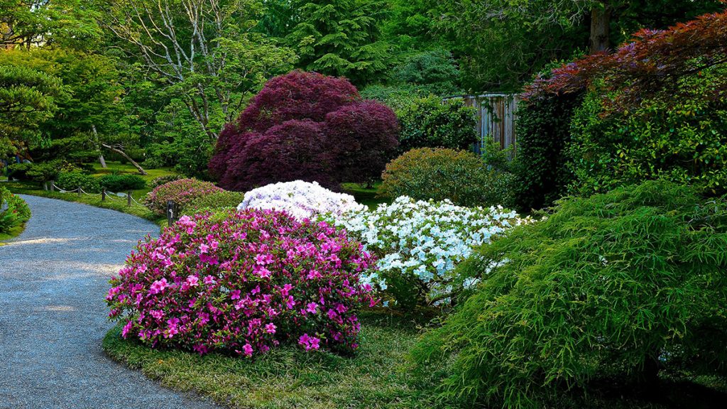 magnolia and maple trees