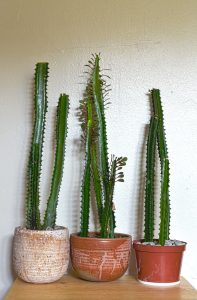 milk cactus potted indoor plants