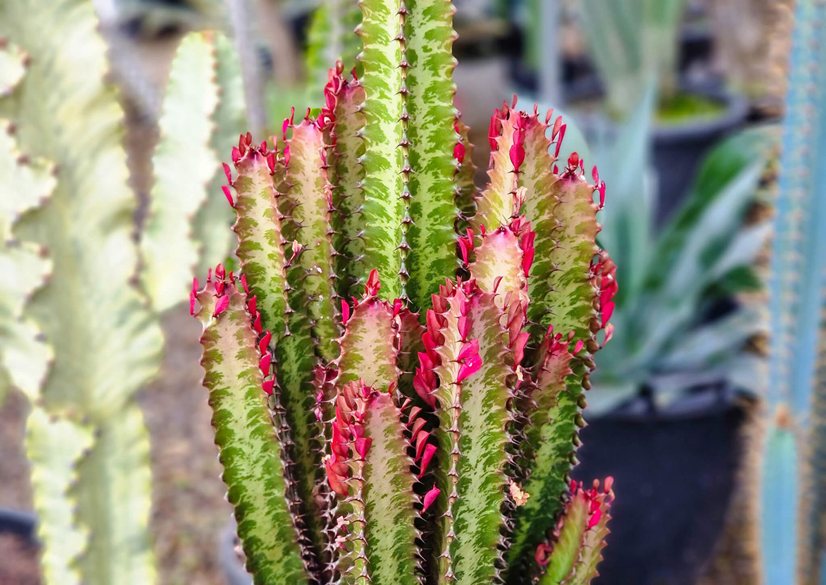 Milk cactus plant with red stems, indoor plant