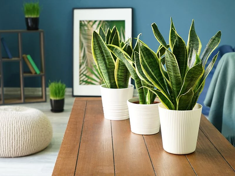 Three snake plants in a summer garden.