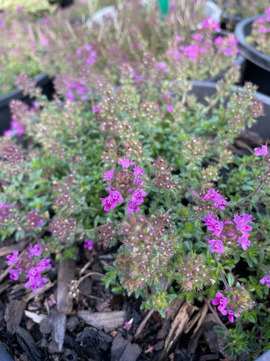 thymus praecox groundcover purple creeping thyme flowering