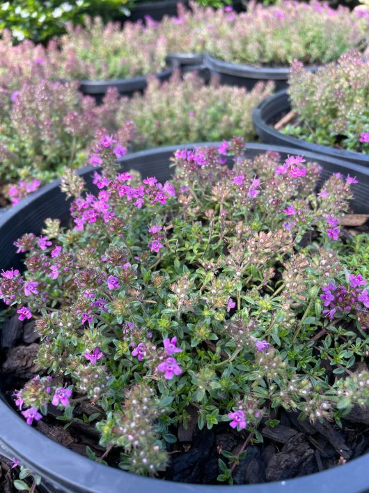 thymus praecox groundcover purple creeping thyme flowering