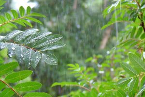 A modern tree with leaves in the rain, found in a garden.