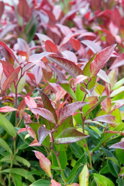 A close up of a Leucothoe 'Little Flames®' 8" Pot plant with red and green leaves.