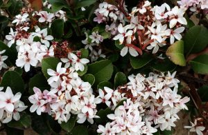 A bush with white and pink flowers.