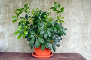 A potted plant, umbrella tree, indoor plant