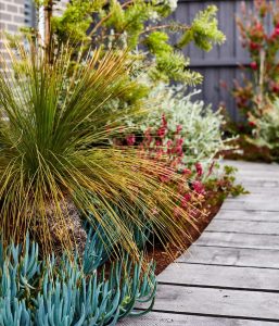 Underplanting in garden, colourful plants