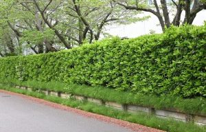 Viburnum 'Dense Fence™' 13" Pot