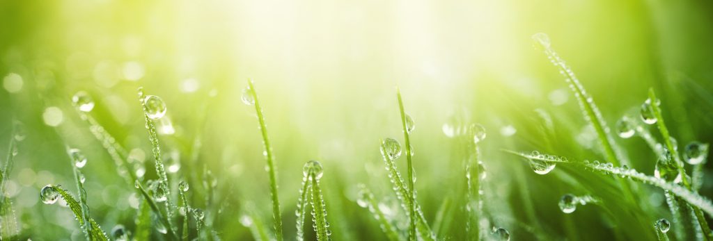 uicy,Lush,Green,Grass,On,Meadow,With,Drops,Of,Water