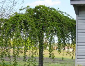 A weeping willow tree, one of the top indoor plants, stands gracefully in front of a house.