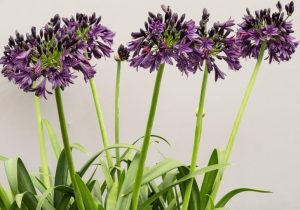 Agapanthus orientalis Black Pantha Lily of The Nile. Deep purple flower heads with green strappy foliage.