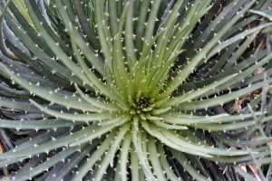 Spider Aloe spinosissima foliage close up bright green